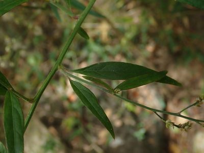 Iresine angustifolia, photographed by Daniel Cahen