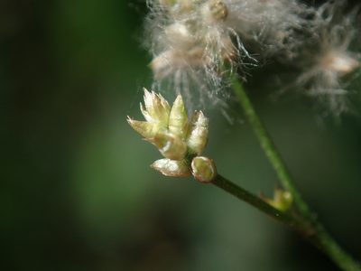 Iresine angustifolia, photographed by Daniel Cahen