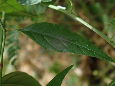 Iresine angustifolia, photographed by Daniel Cahen
