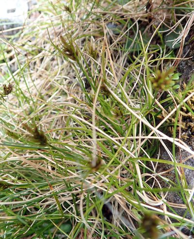 Carex drucei, photographed by Peter de Lange