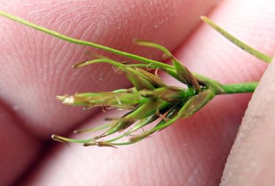 Carex drucei, photographed by Peter de Lange