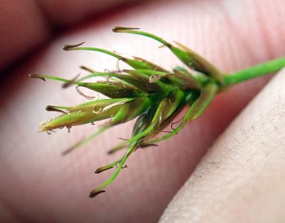 Carex drucei, photographed by Peter de Lange