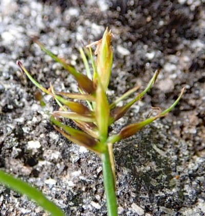 Carex drucei, photographed by Peter de Lange