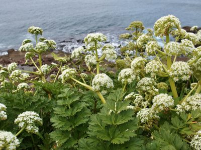 Anisotome lyallii, photographed by Sue Carnahan