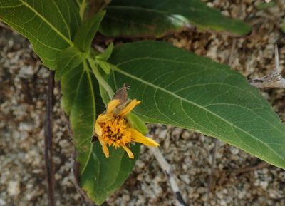 Wedelia calycina, photographed by Daniel Cahen