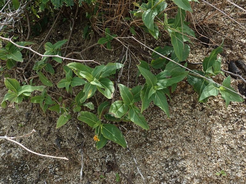 Wedelia calycina, photographed by Daniel Cahen
