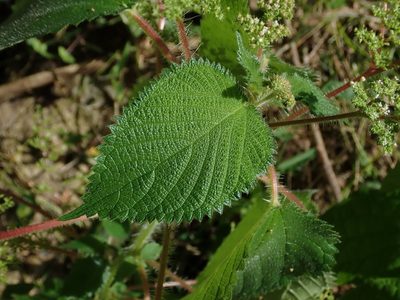 Laportea aestuans, photographed by Daniel Cahen