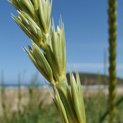 Leymus racemosus, photographed by Sue Carnahan