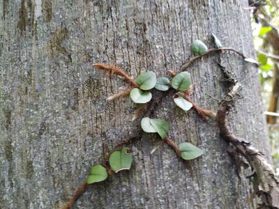 Microgramma vacciniifolia, photographed by Noelia