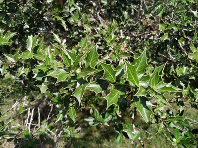 Maytenus ilicifolia, photographed by Noelia