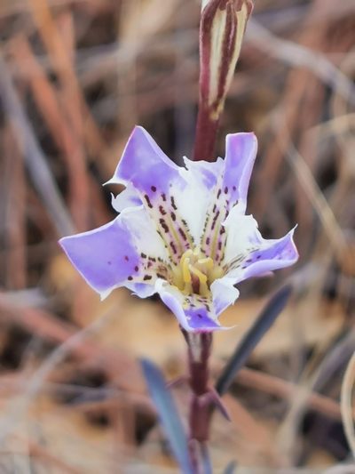 Gentiana hooperi, photographed by M. Socorro González Elizondo