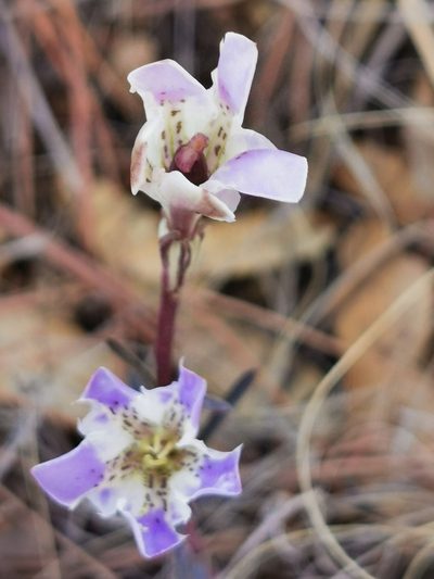 Gentiana hooperi, photographed by M. Socorro González Elizondo