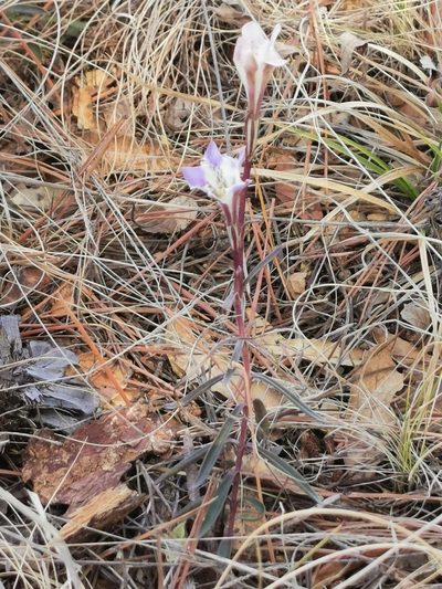 Gentiana hooperi, photographed by M. Socorro González Elizondo