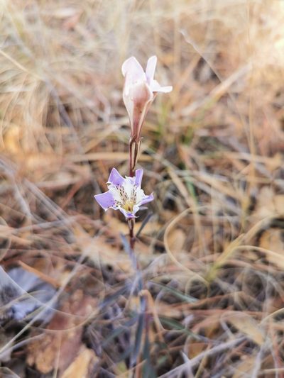 Gentiana hooperi, photographed by M. Socorro González Elizondo