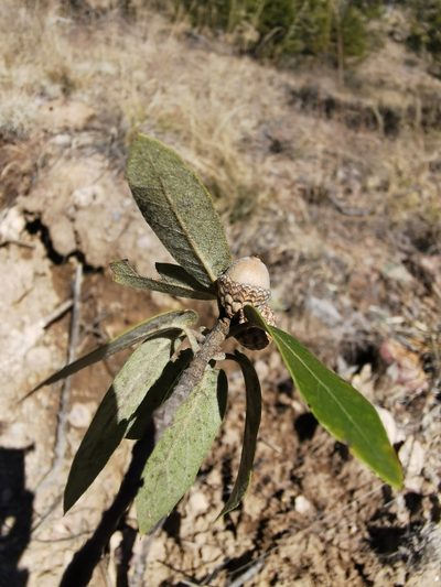 Quercus durifolia, photographed by M. Socorro González Elizondo