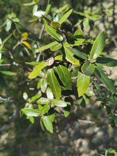 Quercus durifolia, photographed by M. Socorro González Elizondo