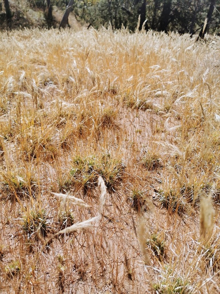 Muhlenbergia flaviseta, photographed by M. Socorro González Elizondo