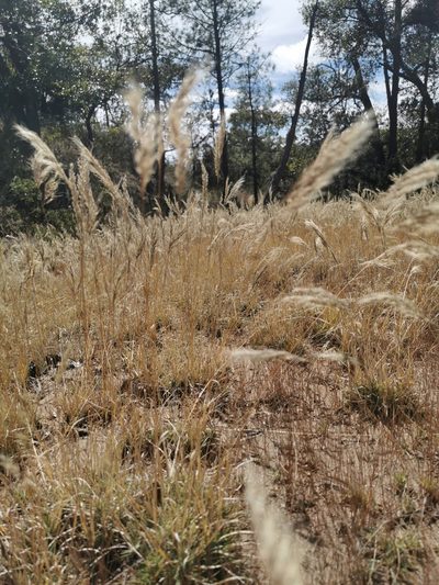 Muhlenbergia flaviseta, photographed by M. Socorro González Elizondo