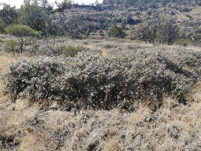 Quercus striatula, photographed by M. Socorro González Elizondo
