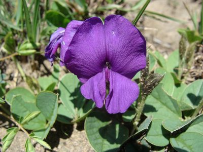 Cologania obovata, photographed by Alexis López Hernández