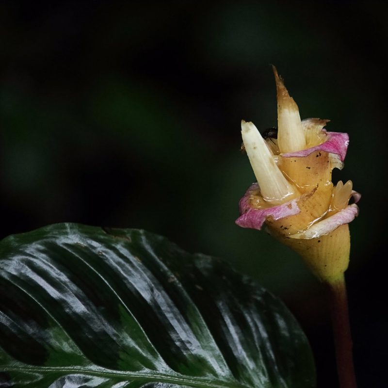 Goeppertia warszewiczii, photographed by Dennis White