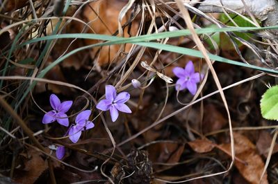 Pseuderanthemum praecox, photographed by Neptalí Ramírez Marcial