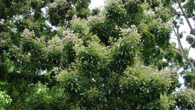Ormosia macrocalyx, photographed by Alexis López Hernández