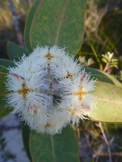 Eucalyptus pleurocarpa, photographed by naturewatchwidow