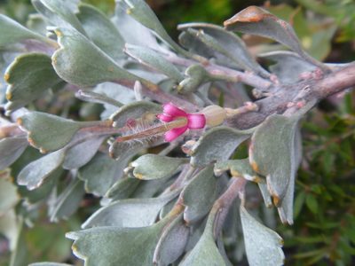 Adenanthos cuneatus, photographed by naturewatchwidow