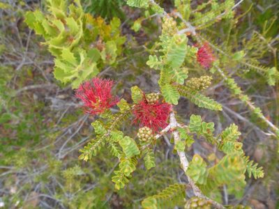 Melaleuca anisandra, photographed by naturewatchwidow