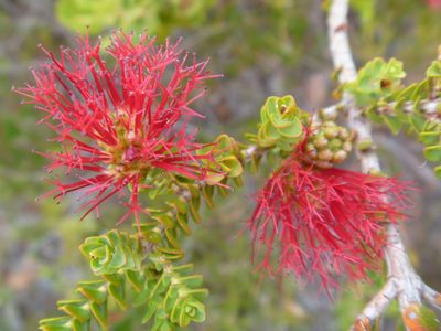 Melaleuca anisandra, photographed by naturewatchwidow