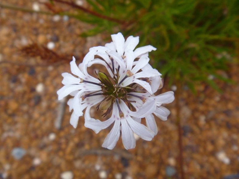 Goodenia scapigera, photographed by naturewatchwidow