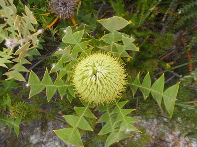 Banksia baxteri, photographed by naturewatchwidow
