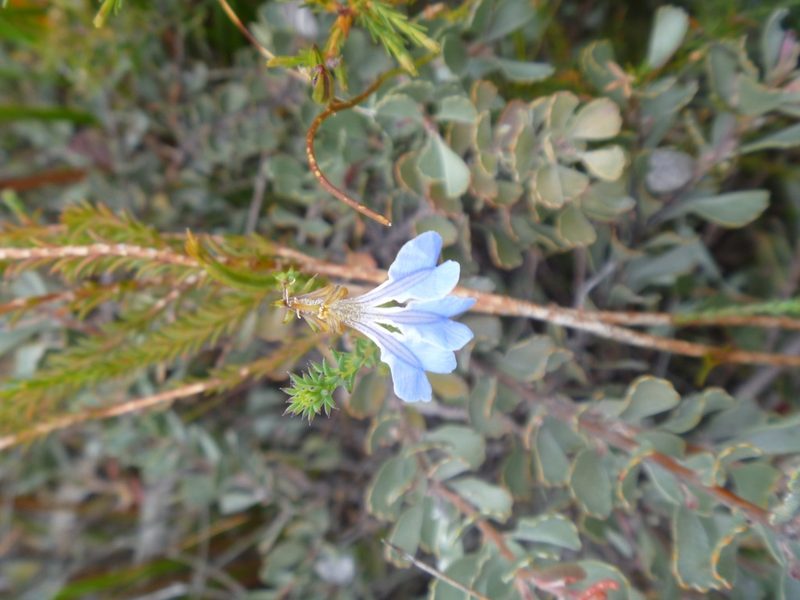 Leschenaultia heteromera, photographed by naturewatchwidow