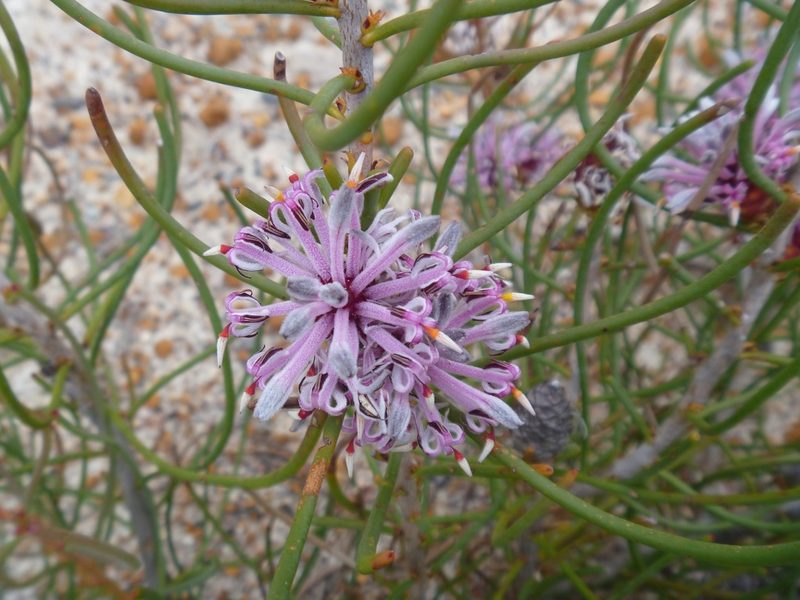 Petrophile teretifolia, photographed by naturewatchwidow