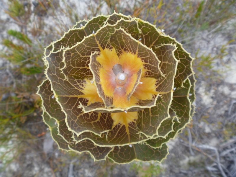 Hakea victoria, photographed by naturewatchwidow