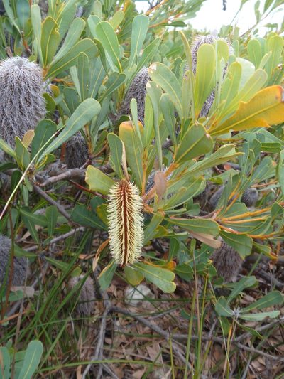 Banksia oreophila, photographed by naturewatchwidow