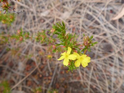 Hibbertia glaucophylla, photographed by naturewatchwidow