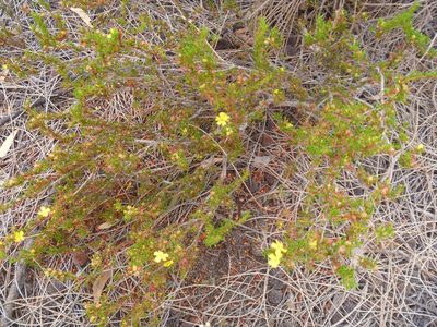 Hibbertia glaucophylla, photographed by naturewatchwidow
