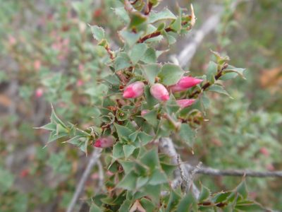 Styphelia serratifolia, photographed by naturewatchwidow