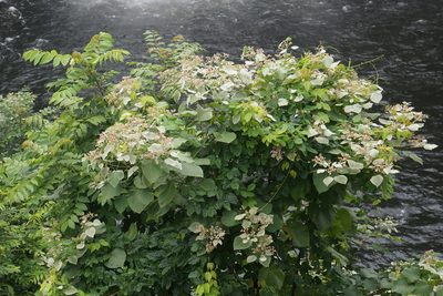 Melochia umbellata, photographed by Henggang Cui