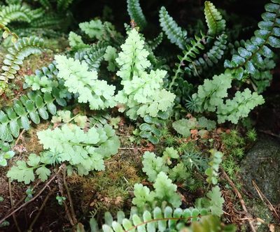 Cystopteris tasmanica, photographed by Peter de Lange