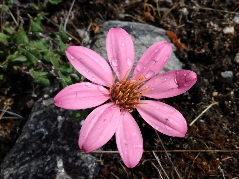 Mutisia oligodon, photographed by Nicolas Olejnik