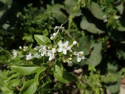 Volkameria aculeata, photographed by Daniel Cahen