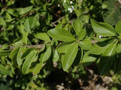 Volkameria aculeata, photographed by Daniel Cahen