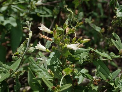 Jacquemontia havanensis, photographed by Daniel Cahen