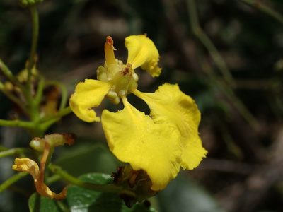Stigmaphyllon emarginatum, photographed by Daniel Cahen