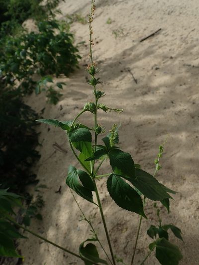 Astraea surinamensis, photographed by Daniel Cahen