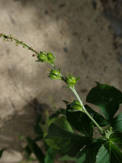 Astraea surinamensis, photographed by Daniel Cahen