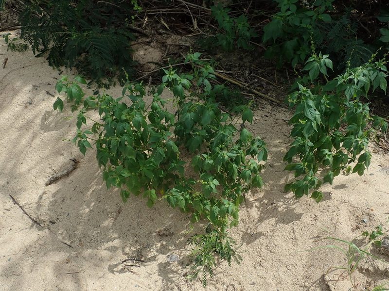 Astraea surinamensis, photographed by Daniel Cahen